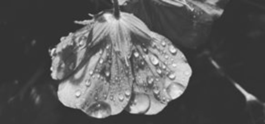 Cover Photo: There's A Weight In Her Bag by Lauren Suval