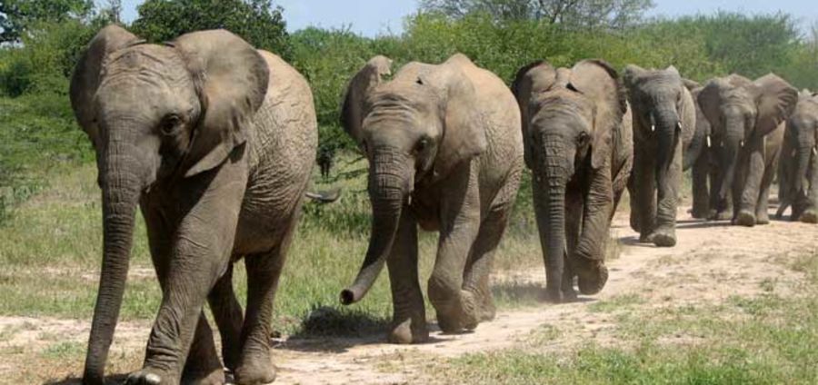 Cover Photo: ELEPHANT by Doug Benerofe