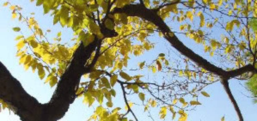 Cover Photo: Traces of Fall by Lauren Suval