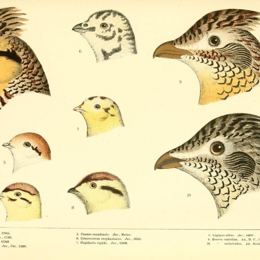 Cover Photo: Biodiversity Heritage Library