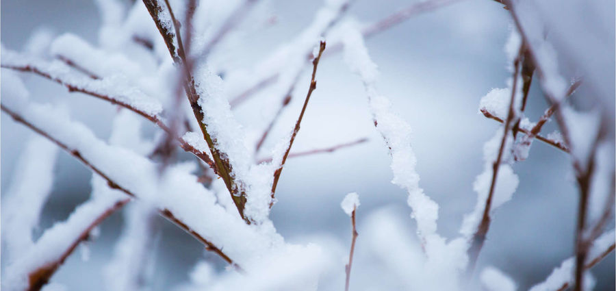 Cover Photo: Winter Poem by Lauren Suval