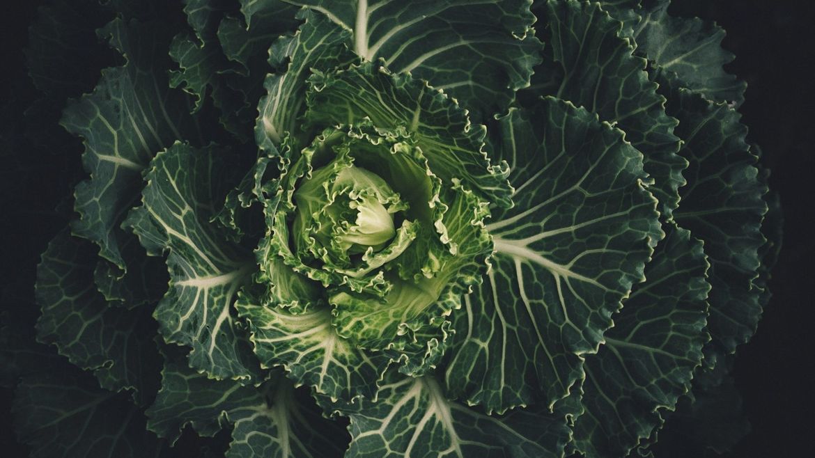 Catapult | What Cabbage Teaches Us about Care and Culture - Vimarsana News