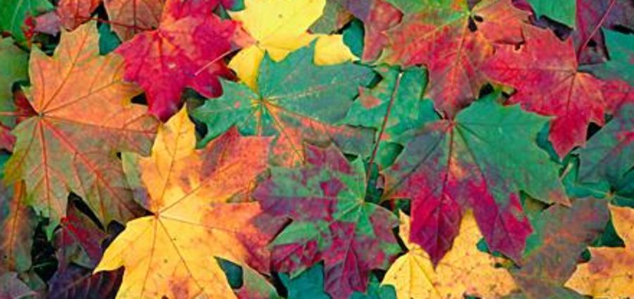 Cover Photo: It's Going To Be Fine by Lauren Suval