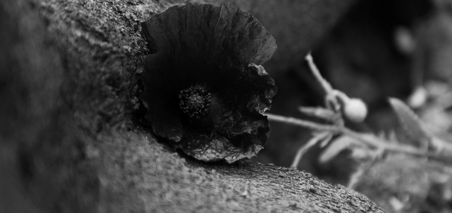 Cover Photo: For a soldier the poppy is never red...it's black.
