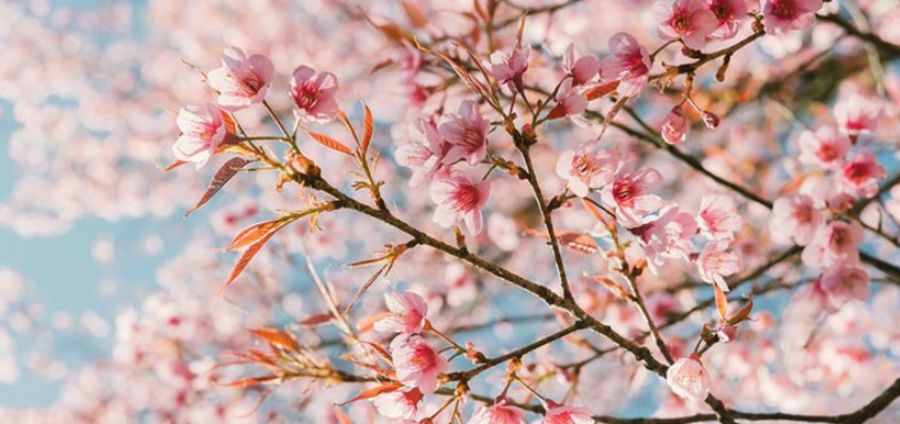 Cover Photo: late bloomer by Lauren Suval