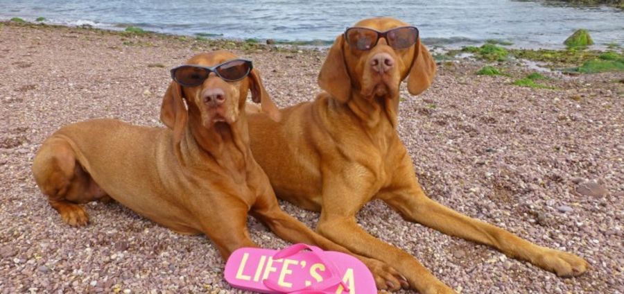Cover Photo: Meet our worlds trendiest pets... by Holly Wilson