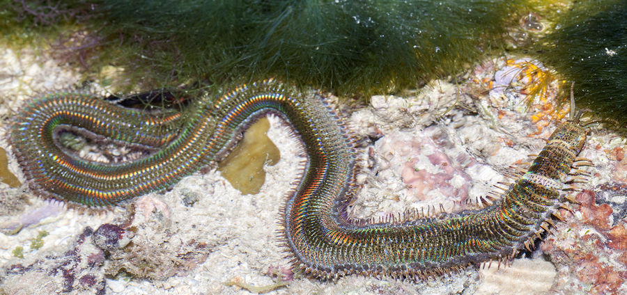 Where Do Composting Worm Babies Come From Uncle Jim S