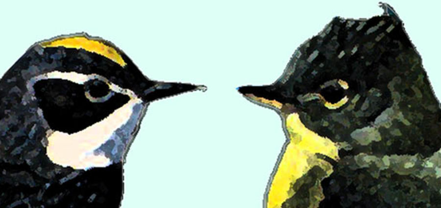 Cover Photo: little birds